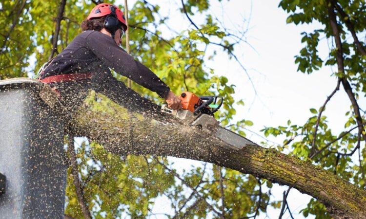 Tree Service Provider