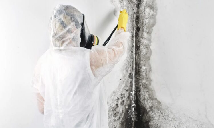 Mold Remediation